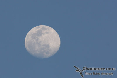 Moon 5600.jpg
