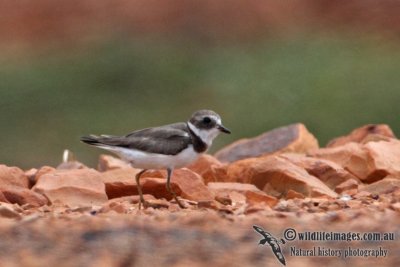 Semipalmated Plover a0745.jpg