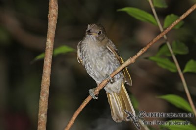 Golden Bowerbird a5992.jpg