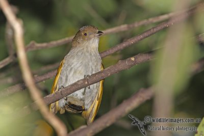 Golden Bowerbird a6005.jpg