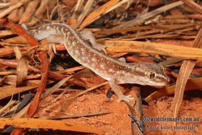 Diplodactylus stenodactylus 2224.jpg