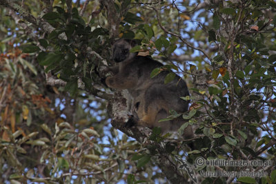 Lumholtz's Tree-Kangaroo a6118.jpg