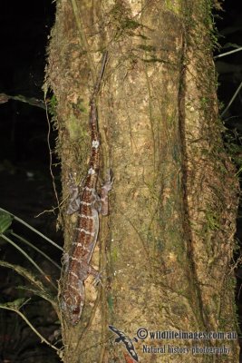 Cyrtodactylus consobrinus 9622.jpg