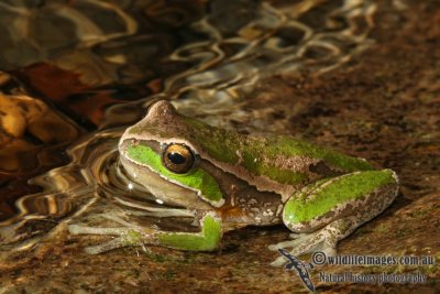New England Tree Frog - Litoria subglandulosa