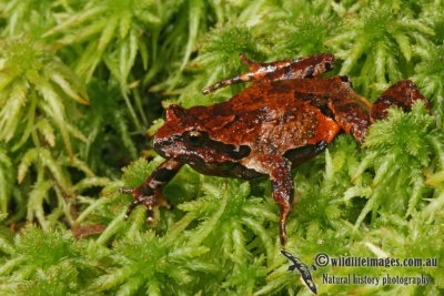 Sphagnum Frog - Philoria sphagnicola