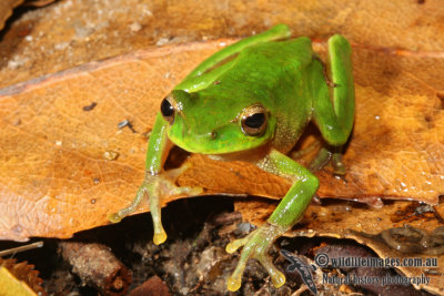 Mountain Stream Frog - Litoria barringtonensis	