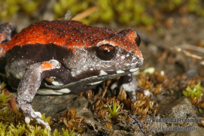 Red-backed Toadlet - Pseudophryne coriacea