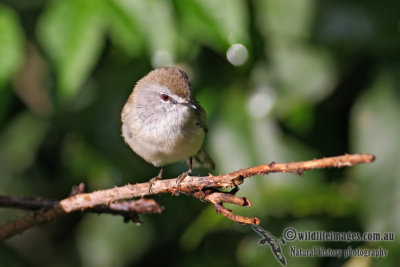 Brown Gerygone 0011.jpg