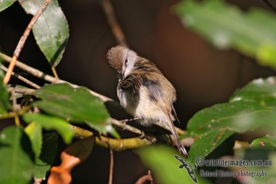 Brown Gerygone 9967.jpg