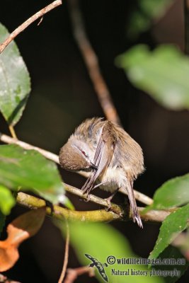 Brown Gerygone 9983.jpg