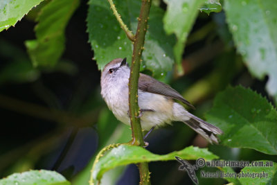 Brown Gerygone 9992.jpg