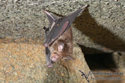 Eastern Horseshoe Bat 9756.jpg