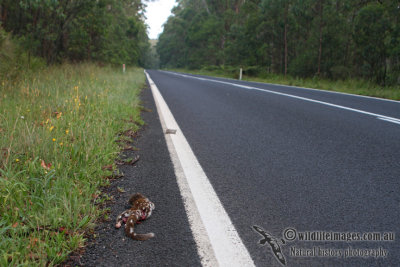 Spot-tailed Quoll 0439.jpg