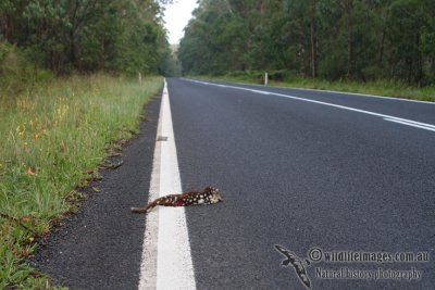 Spot-tailed Quoll 0442.jpg