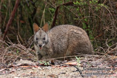 Red-necked Pademelon 0090.jpg