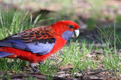 Crimson Rosella 9190.jpg