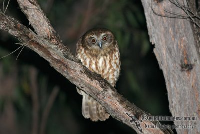 Southern Boobook 0398.jpg