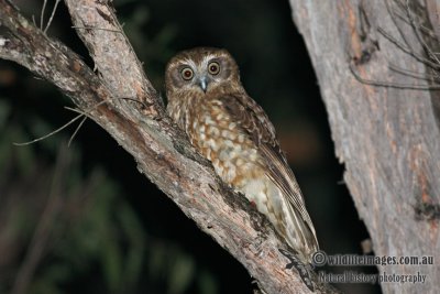 Southern Boobook 0400.jpg