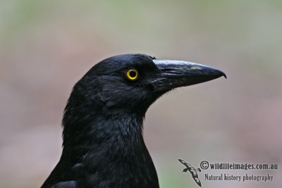 Pied Currawong 0325.jpg