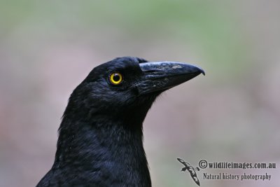 Pied Currawong 0330.jpg