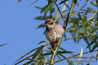 Brown-headed Honeyeater 0658.jpg