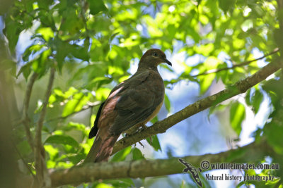 Brown Cuckoo-Dove 9100.jpg