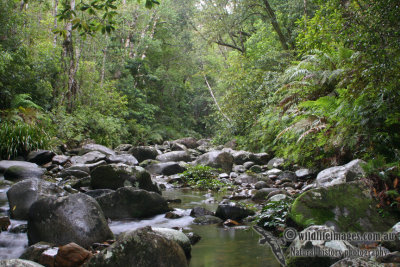 Washpool Rainforest Stream 0348.jpg