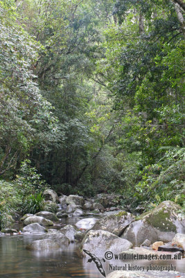 Washpool Rainforest Stream 0378.jpg