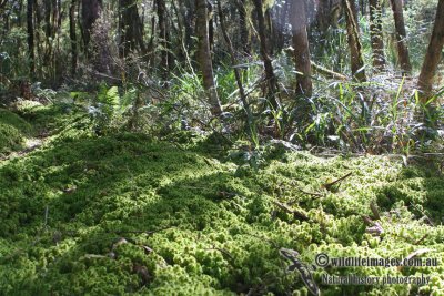 Philoria sphagnicola Habitat 9215.jpg