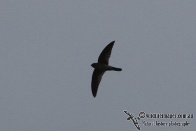 Possible Black-nest Swiftlet 1123.jpg