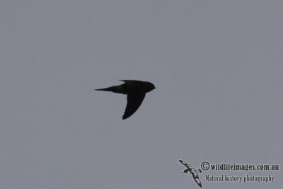 Possible Black-nest Swiftlet 1130.jpg