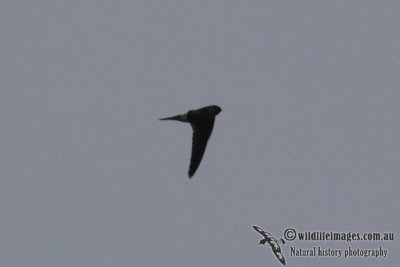 Possible Black-nest Swiftlet 1136.jpg