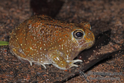 Desert Spadefoot Toad - Notaden nichollsi