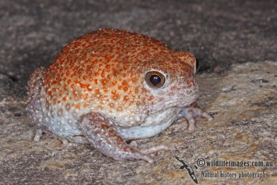 Burrowing Toads - Notaden spp.