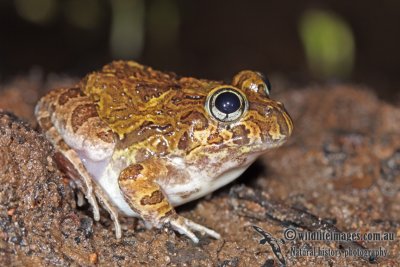 Ornate Burrowing Frog - Platyplectrum ornatum