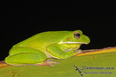 Litoria infrafrenata a6052.jpg