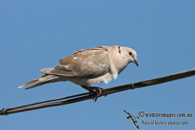 Barbary Dove 2788.jpg