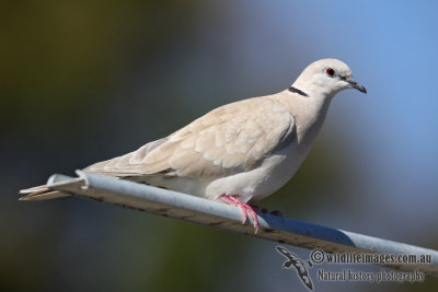 Barbary Dove 2833.jpg