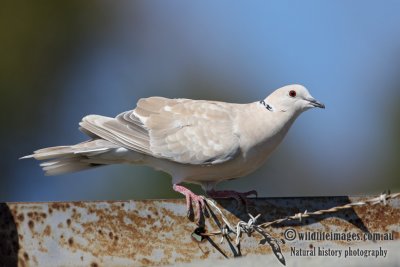 Barbary Dove 2854.jpg