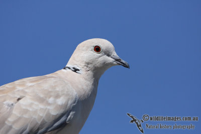 Barbary Dove 2868.jpg