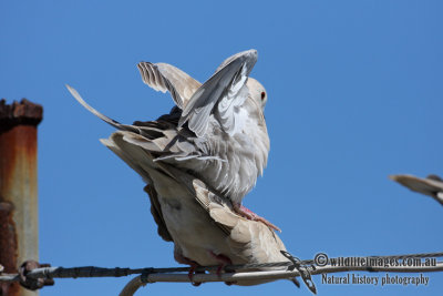 Barbary Dove 2889.jpg