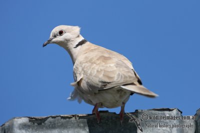 Barbary Dove 2916.jpg