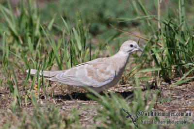 Barbary Dove 2933.jpg