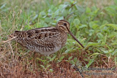 Pin-tailed Snipe a1440.jpg