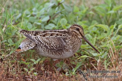 Pin-tailed Snipe a1446.jpg