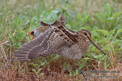Pin-tailed Snipe a1450.jpg
