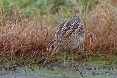 Pin-tailed Snipe a1462.jpg