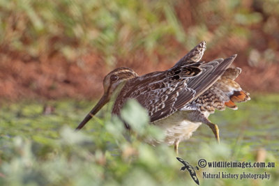 Pin-tailed Snipe a1675.jpg