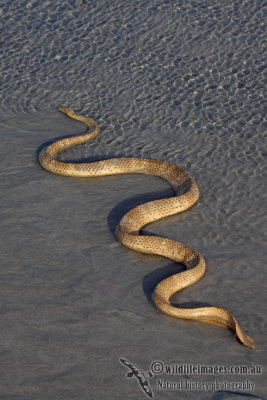 Horned Sea Snake - Acalyptophis peronii