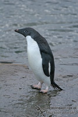 Adelie Penguin a1284.jpg